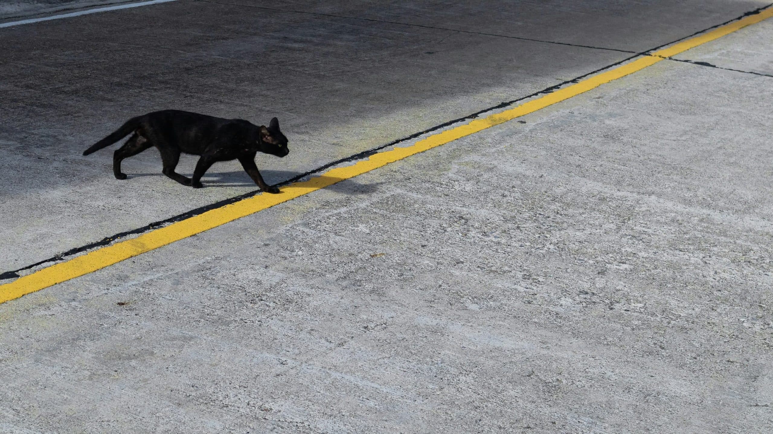 A black cat crosses the yellow line on a paved road.