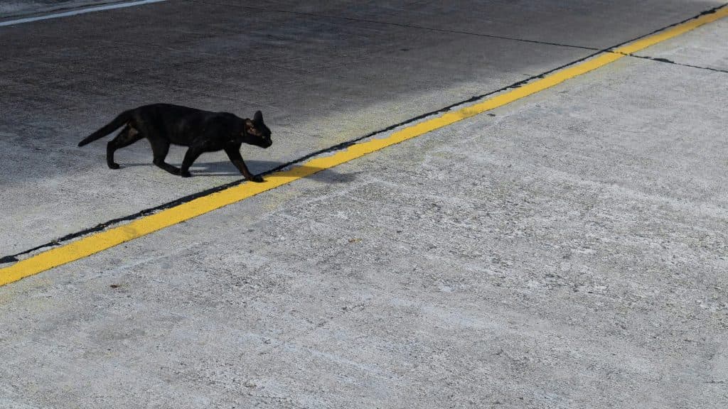 A black cat crosses the yellow line on a paved road.